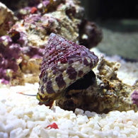 Banded Trochus Snail - Bay Bridge Aquarium and Pet