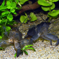 Giant Blue Wood Shrimp