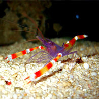 Blue Coral Banded Shrimp - Bay Bridge Aquarium and Pet