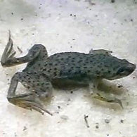 African Dwarf Frog - Bay Bridge Aquarium and Pet