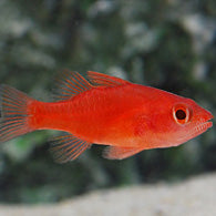 Red Stop Light Cardinalfish