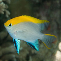 Bluefin Damselfish - Bay Bridge Aquarium and Pet