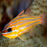 Orange Lined Cardinalfish