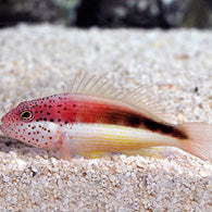 Freckled Hawkfish