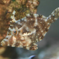 Aiptasia Eating Filefish - Bay Bridge Aquarium and Pet
