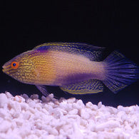 Golden Rhomboidalis Wrasse – Bay Bridge Aquarium