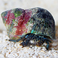 Dwarf Yellow Tip Hermit Crab