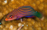 Six Line Wrasse