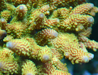 ORA Green Humilis Acopora Coral