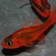 Ruby Red Cardinalfish