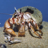Green Leg Reef Hermit Crab