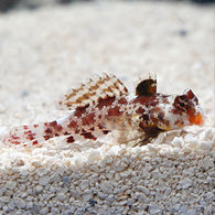 Red Scooter Blenny