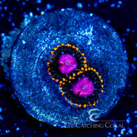KH Sunburst Zoanthid Frag