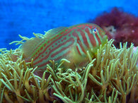 Green Clown Goby