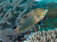 Ornate Leopard Wrasse