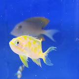 Blotched Anthias