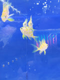 Blotched Anthias
