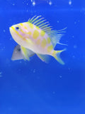Blotched Anthias