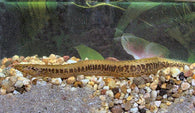 Yellow Tail Spiny Eel
