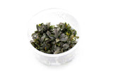 Bucephalandra Red Mini UNS  Tissue Culture