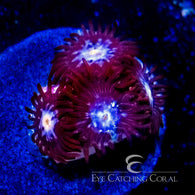 ECC Mystique Zoanthid Frag