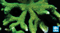 ORA Dark Green Digitata Montipora Coral