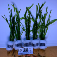 Vallisneria Torta