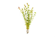 Rotala Indica