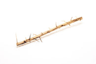 Thorn Wood