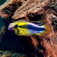 Apistogramma sp. Abacaxis D39