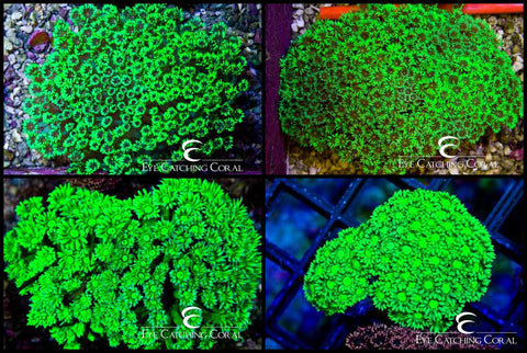 Goniopora Neon Green Small