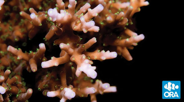 ORA Australian Delicate Staghorn Coral