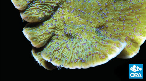 ORA Blue Polyp Capricornis Montipora Coral