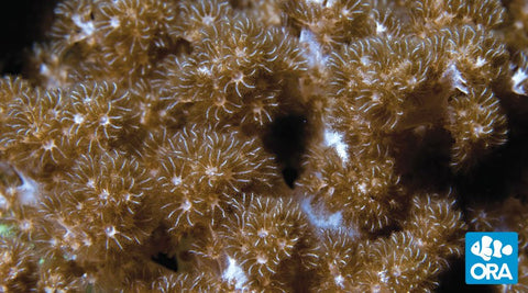 ORA Kenya Tree Coral