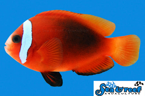 Cinnamon Clownfish - Bay Bridge Aquarium and Pet