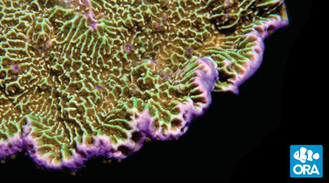 ORA Montipora Confusa Coral