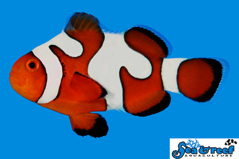 DaVinci Grade B Clownfish