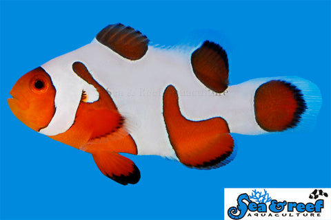 DaVinci Extreme Clownfish