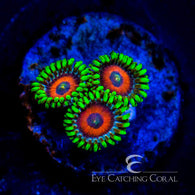 ECC Eagle Eye Zoanthid Frag