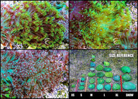 Goniopora Long Polyp Neon Green Small