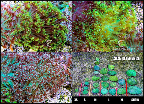 Goniopora Long Polyp Neon Green Small