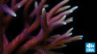 ORA Hyacinth Birdsnest Seriatopora Coral