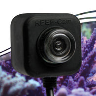 IceCap Reef-Cam - Bay Bridge Aquarium and Pet