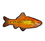 Gold Barb