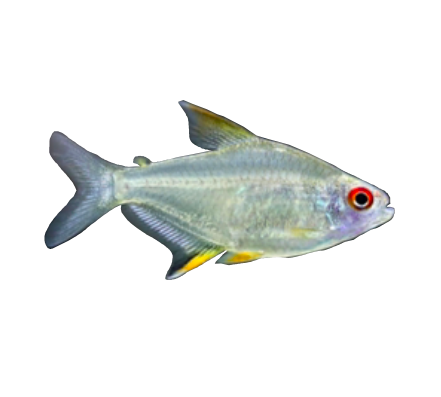 Lemon Tetra