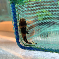 Bumble Bee Catfish