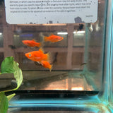 Red Platy