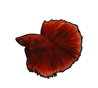 Betta Fish