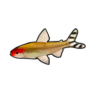 Rummy Nose Tetra