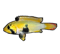 Panda Apistogramma